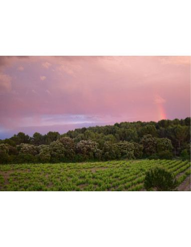 Léonie Rosé 2019 75cl Léonie Rosé 2019 75cl