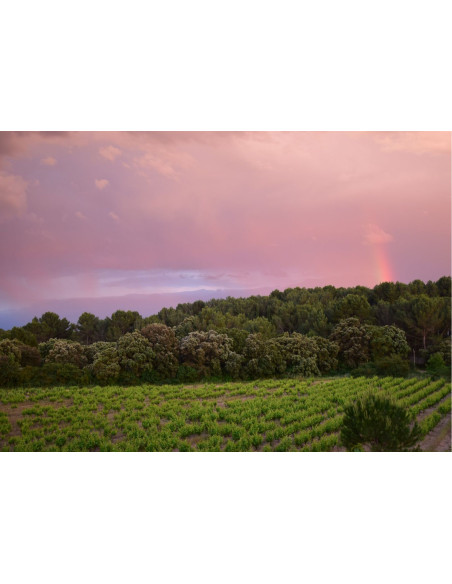 Léonie Rosé 2019 75cl