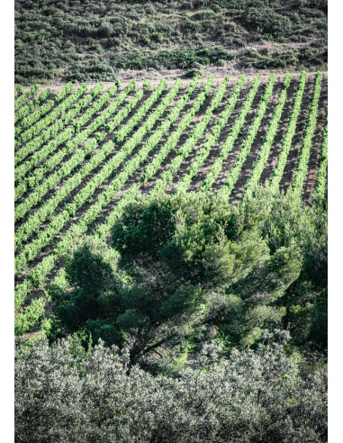 Léonie Rosé 2019 75cl Léonie Rosé 2019 75cl