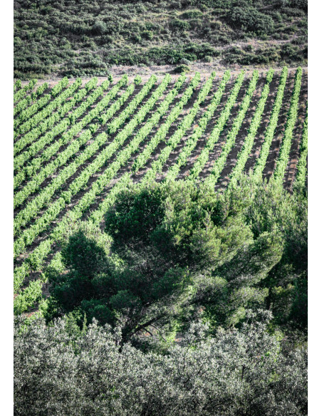 Léonie Rosé 2019 75cl