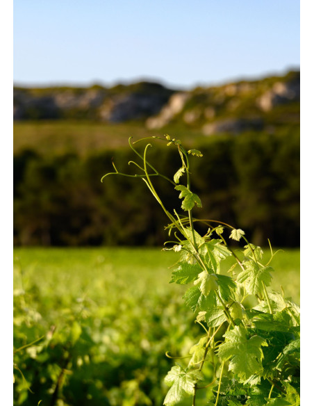 Léonie Rouge 2018 75cl