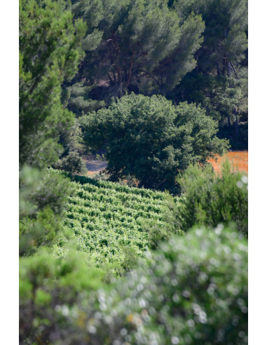 Vallon d'Escale Blanc 2019 75cl