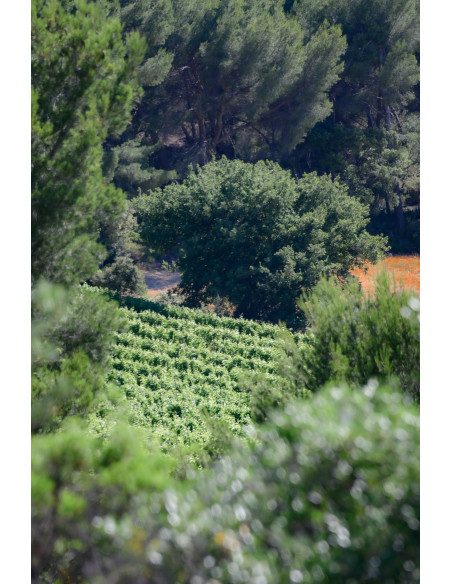 Vallon d'Escale Blanc 2019 75cl