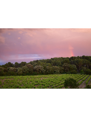 Vallon d'Escale Blanc 2019 75cl