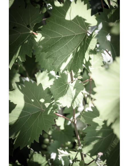 Vallon d'Escale Rosé 2019 75cl