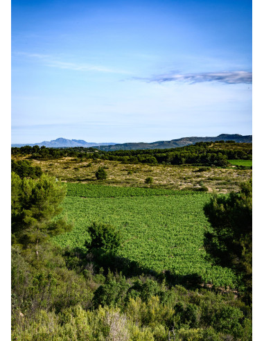 Vallon d'Escale Rouge 2022 75cl