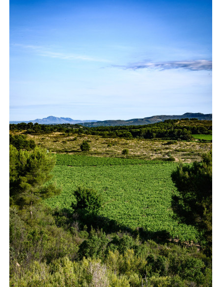 Vallon d'Escale Rouge 2022 75cl