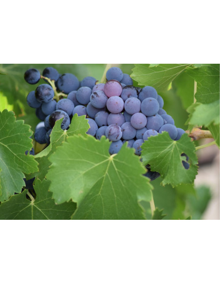 Vallon d'Escale Rouge 2022 75cl