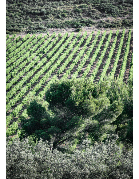 La Cadenière Rouge 2023 75cl