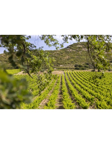 Vallon d'Escale Blanc 2019 75cl