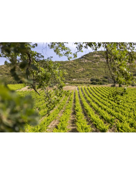 Vallon d'Escale Blanc 75cl