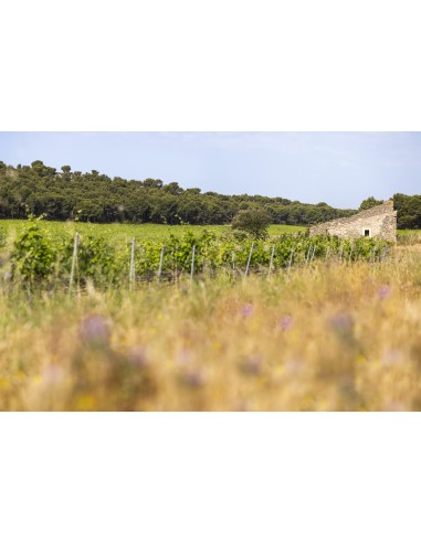 Vallon d'Escale Rouge 2022 75cl