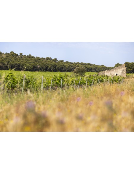 Vallon d'Escale Rouge 2022 75cl