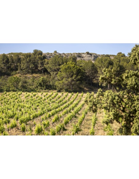 Vallon d'Escale Rouge 2022 75cl