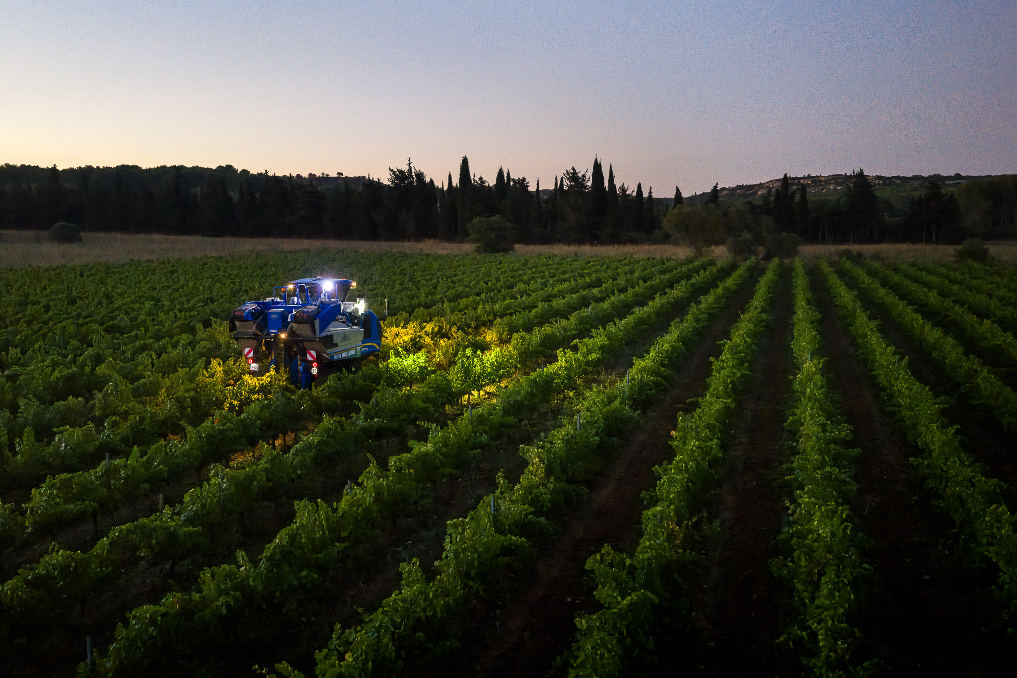 vendanges de nuit