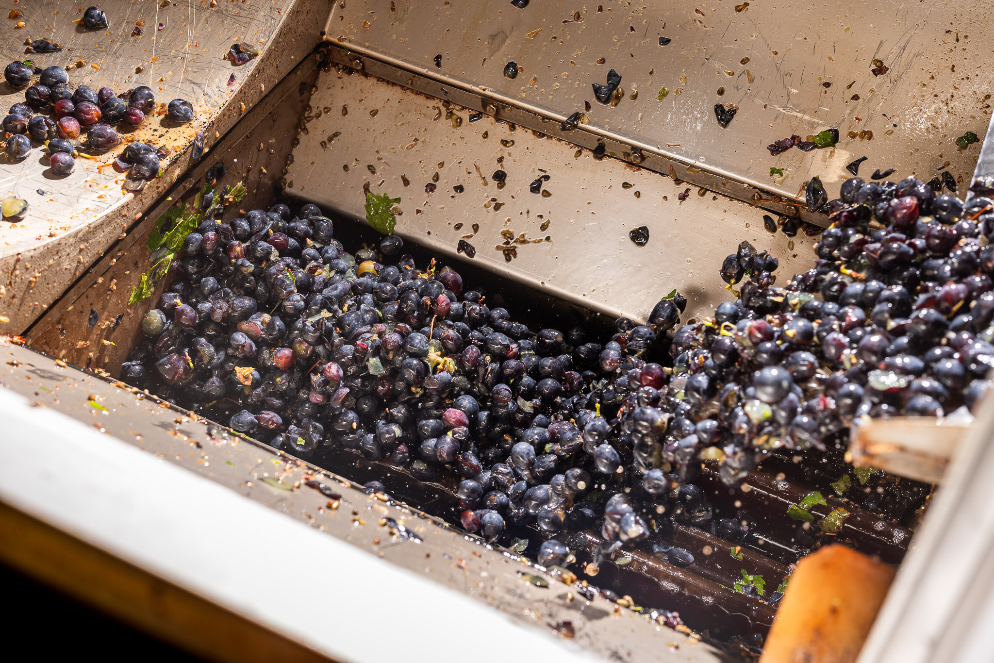 raisins